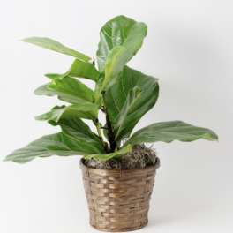 Potted green plant in a woven basket planter