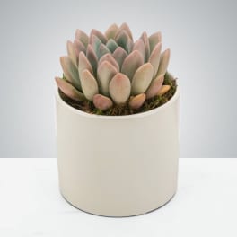 Compact potted succulent with muted green and pink tips in a simple white ceramic pot