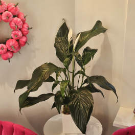 Potted peace lily with dark green leaves and white blooms in a white square planter