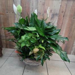 Large basket planter with glossy green foliage and white peace lilies