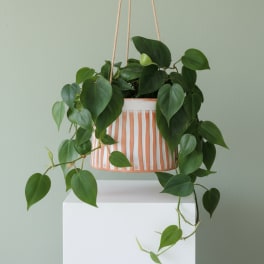 Hanging Pothos