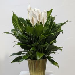 8" Spath in Metal Green Tin
