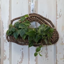 Green leafy plant in a woven hanging basket on a distressed white door