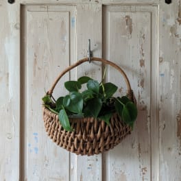 Double hanging pothos basket