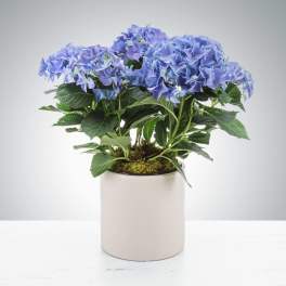 Hydrangea Plant by BloomNation™
