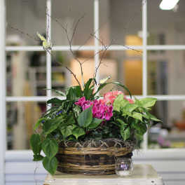 Basket planter with pink flowers and trailing green plants