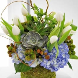 Succulent Tulips