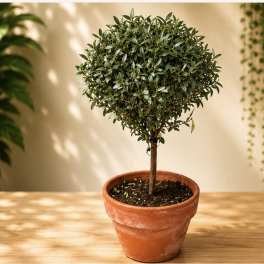 Topiary Olive Tree