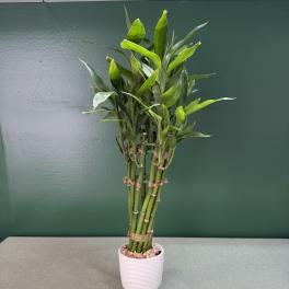 Potted lucky bamboo plant in a white ceramic pot