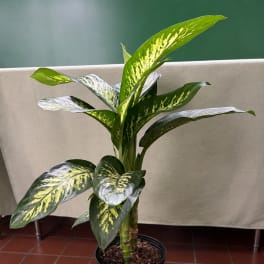 Potted variegated tropical plant with broad green and yellow leaves