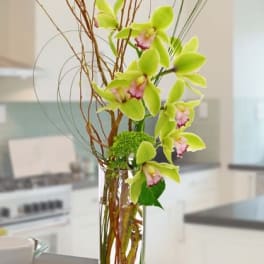 Cylindrical Cybidium
