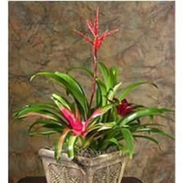 Bromeliad Garden