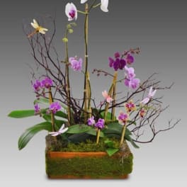 Mother's Orchids