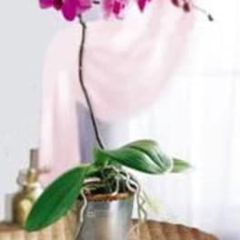 Exotic Phalaenopsis Orchid Plant