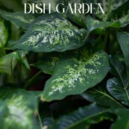 DISH GARDEN