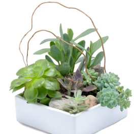 STUNNING SUCCULENT GARDEN