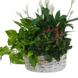 LIVING GARDEN PLANT BASKET
