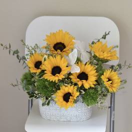 Sunflower Garden
