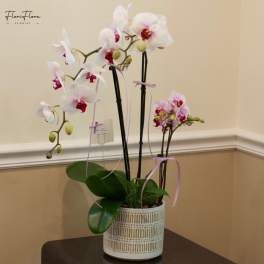 White and pink orchids in a patterned ceramic pot