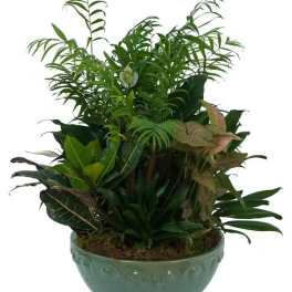 LARGE DISH GARDEN