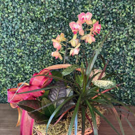 Orchid plant in a woven basket with pink ribbon