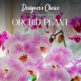Orchid Plants