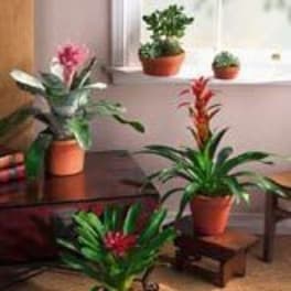 Tropical Blooming Bromeliad Plant