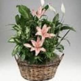Cut Flowers Dish Garden