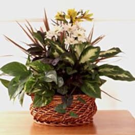 Fragrant Dish Garden