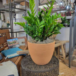 Potted green plant in a terracotta container