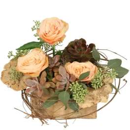 Tranquil Grove House Plant