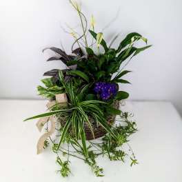 Mixed potted plant arrangement with purple blooms in a basket