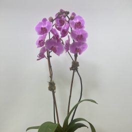 Potted pink orchid with two tall stems in a white ceramic pot