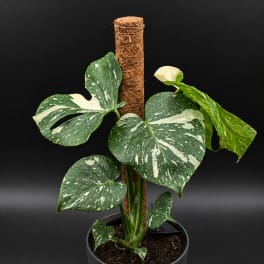 Variegated monstera plant in a black pot with a moss pole
