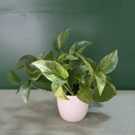 Golden Pothos
