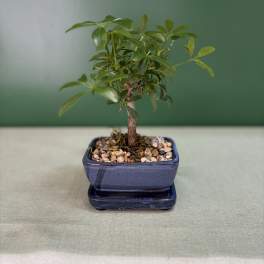 Small potted bonsai tree in a blue ceramic pot