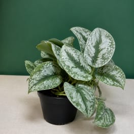 Satin Pothos (Scindapsus pictus ‘Exotica’)
