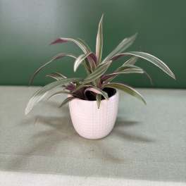 Potted striped houseplant in a pink ceramic pot