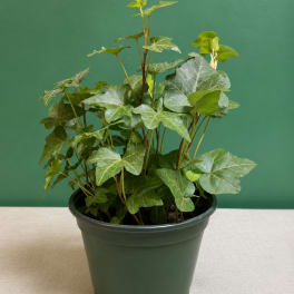 English Ivy (Hedera helix)