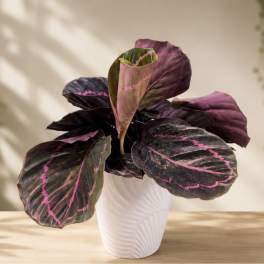 Calathea Roseopicta