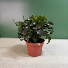 Small potted plant with dark green leaves in a red plastic pot