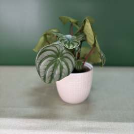 Small potted plant with round silver-green leaves in a pale pink pot