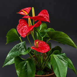 Red anthurium plant in a woven basket pot