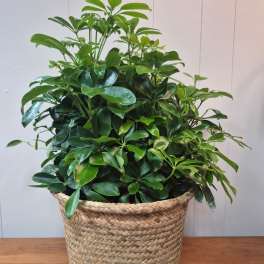 8" Arboricola