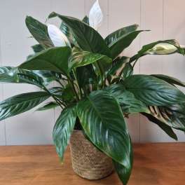 6" Peace Lily