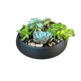 Succulent Dish
