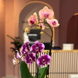 Potted orchid plant with pink and purple blooms in a cream ceramic pot