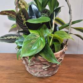 8" Wicker Dish Garden