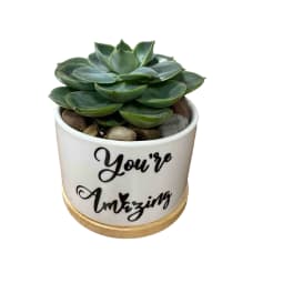 You're Amazing Succulent