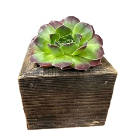 Small Succulent Box